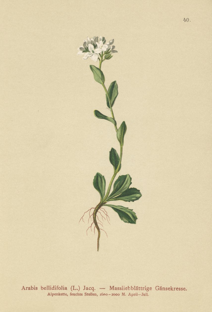 Daisyleaf sziklazsázsa (Arabis bellidifolia) alkotó: German School