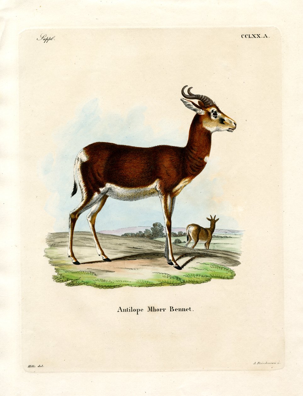 Dama Gazelle (színes metszet) alkotó: German School