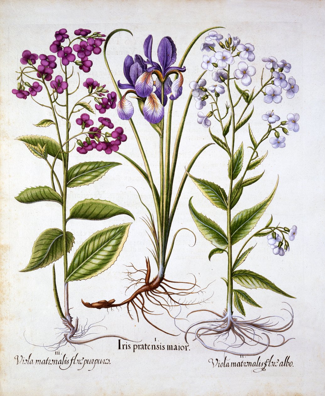 Dames Violet and a Field Iris, Hortus Eystettensis, Basil Besler (1561-1629), pub. 1613 (kézzel színezett metszet) alkotó: German School