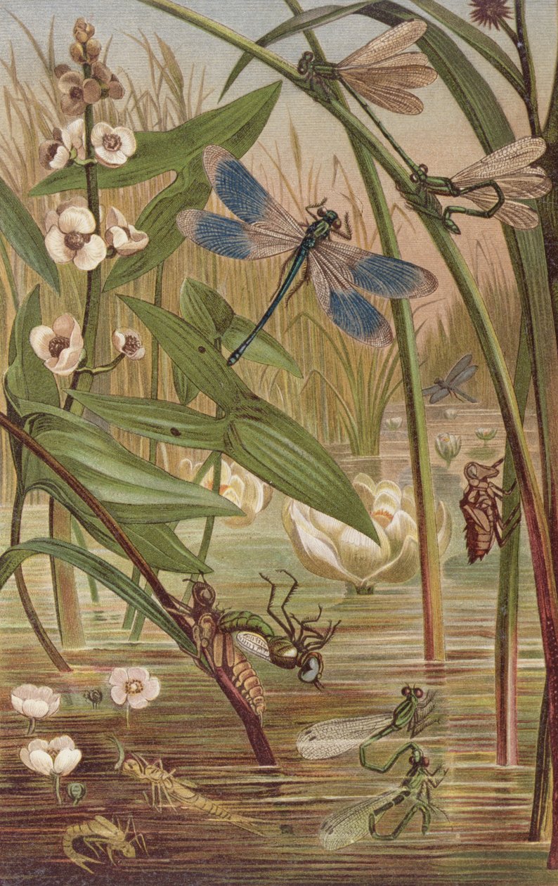 Damselfly Hatching, lemez Brehm