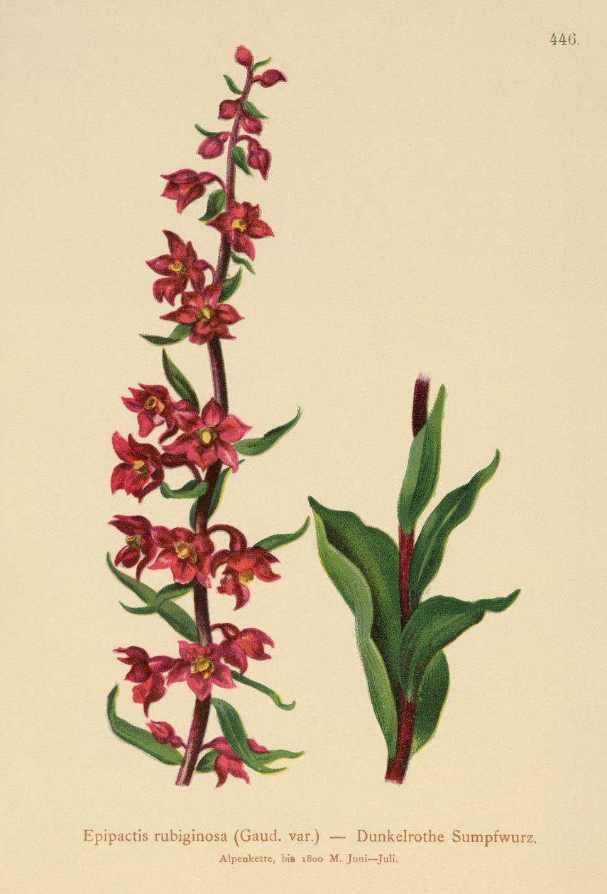 Sötétvörös helleborine (Epipactis atrorubens, Epipactis rubiginosa) alkotó: German School