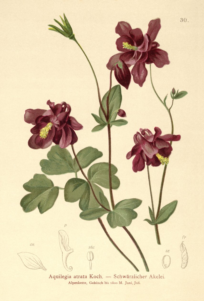 Dark Columbine (Aquilegia atrata) alkotó: German School