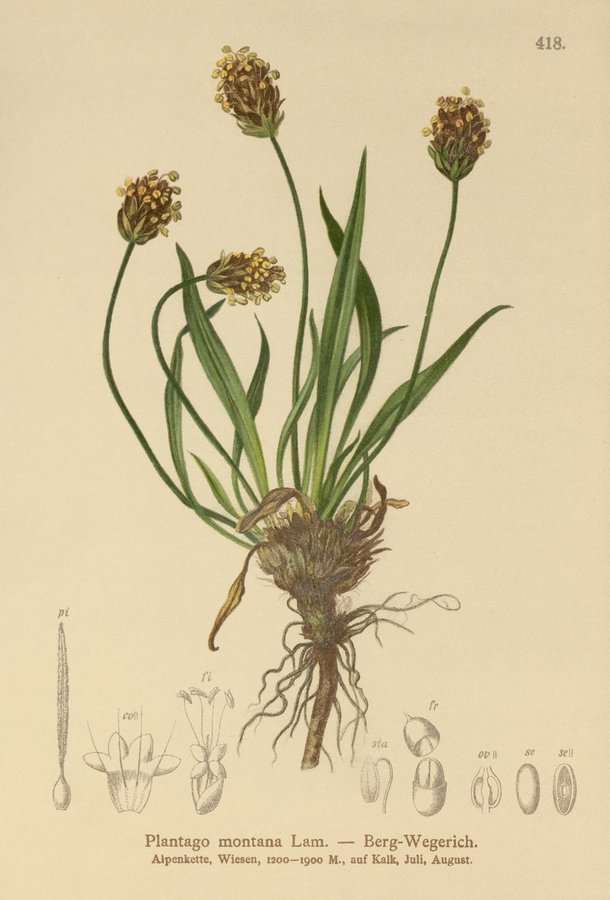 Sötét útifű (Plantago atrata, Plantago montana) alkotó: German School