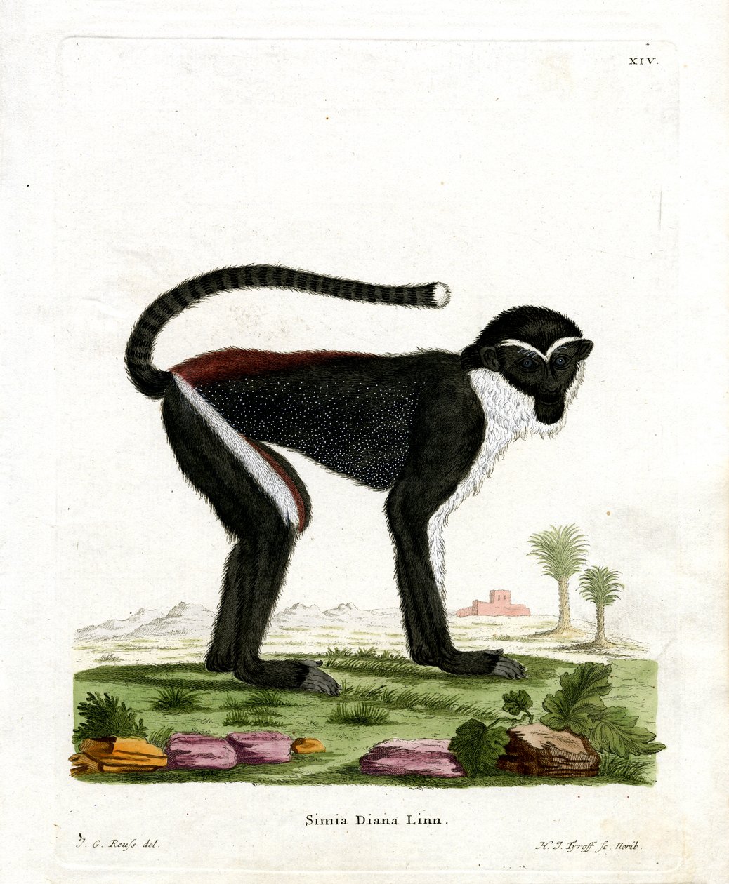 Diana Monkey (színes metszet) alkotó: German School