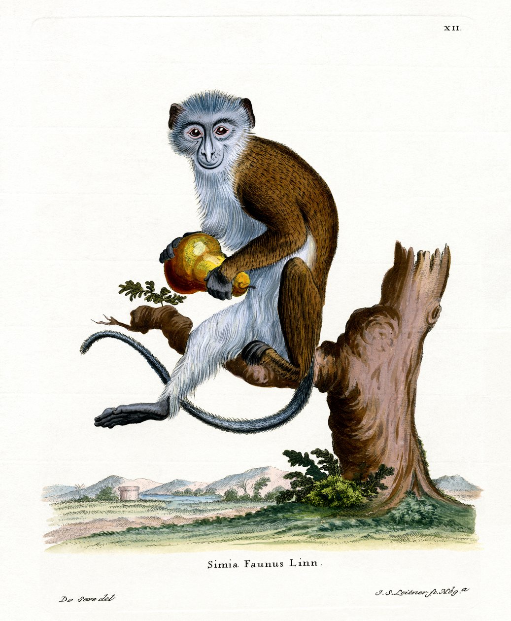 Diana Monkey (színes metszet) alkotó: German School