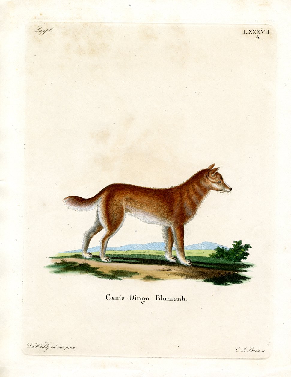 Dingo (színes metszet) alkotó: German School