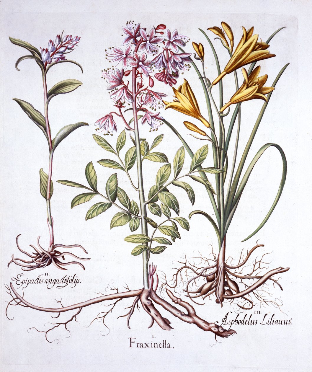 Dittany, White Helleborine és Yellow Day Lily, a Hortus Eystettensisből, Basil Besler (1561-1629), pub. 1613 (kézzel színezett metszet) alkotó: German School
