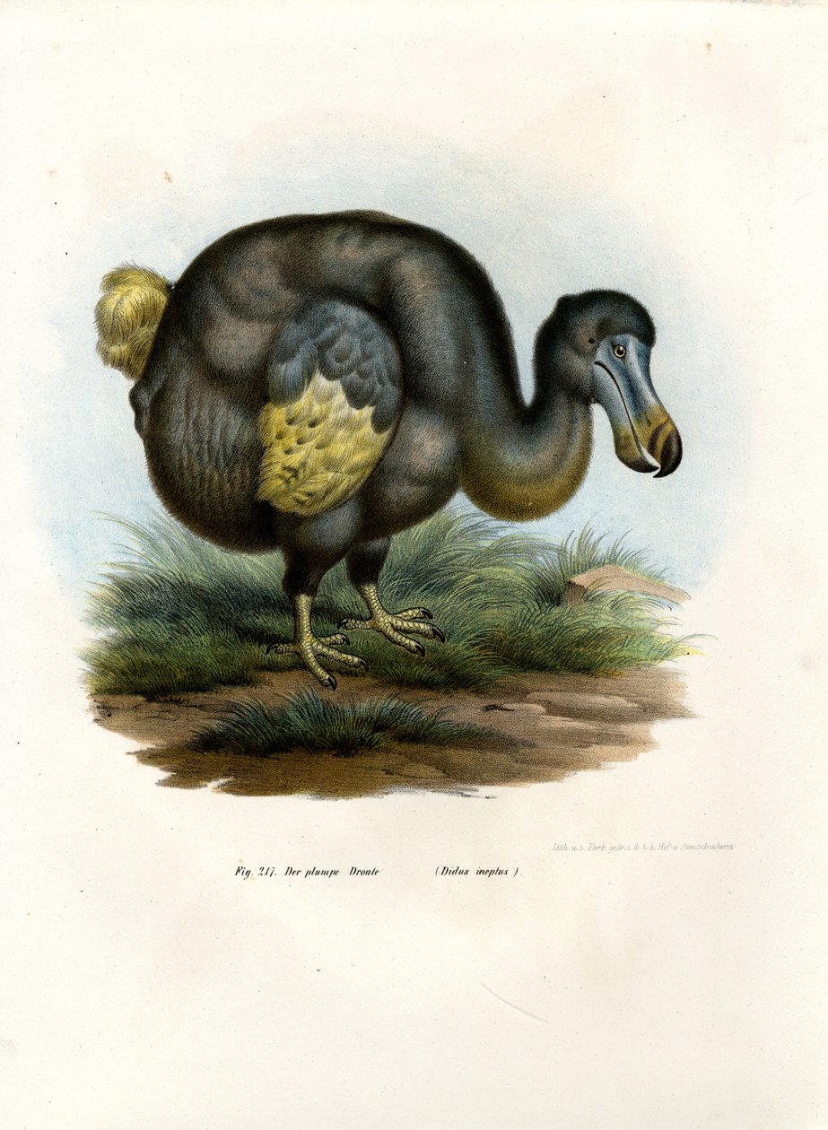 Dodo, 1864 alkotó: German School