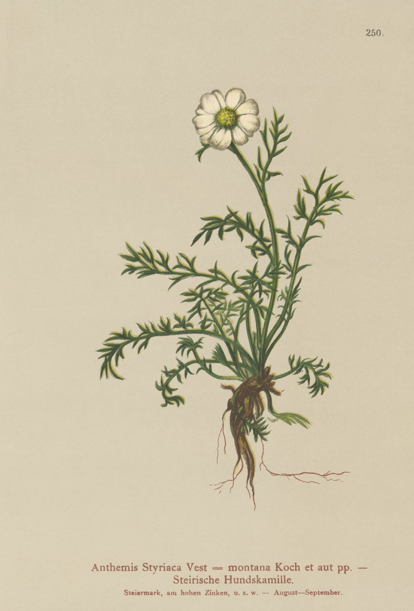 Kutya édeskömény (Anthemis Styriaca, Anthemis montana) alkotó: German School