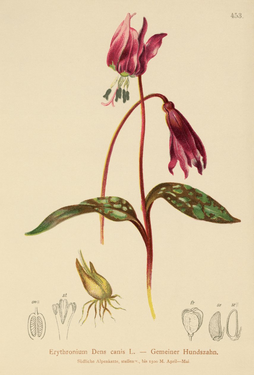 Kutyafog ibolya (Erythronium Dens canis, Erythronium caninum) alkotó: German School