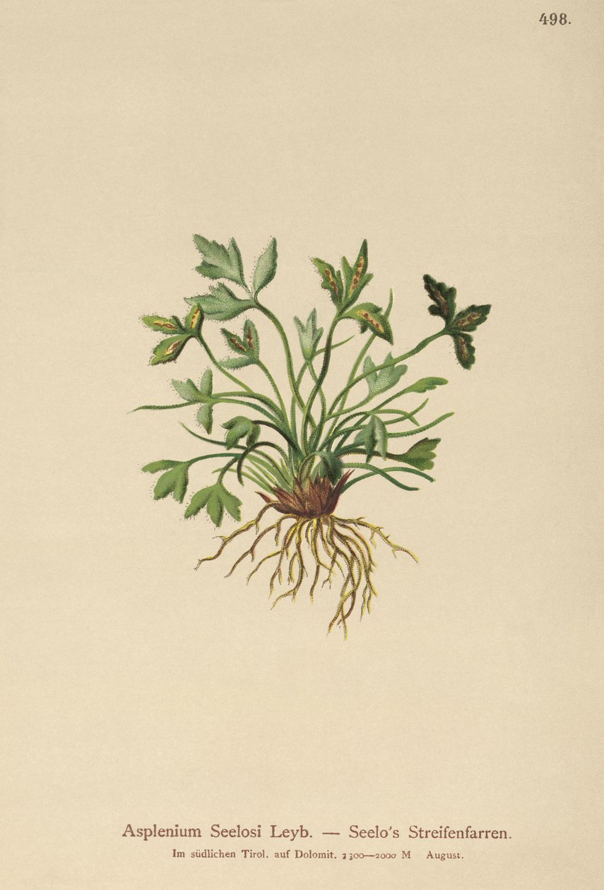 Dolomit lépfű (Asplenium Seelosii) alkotó: German School