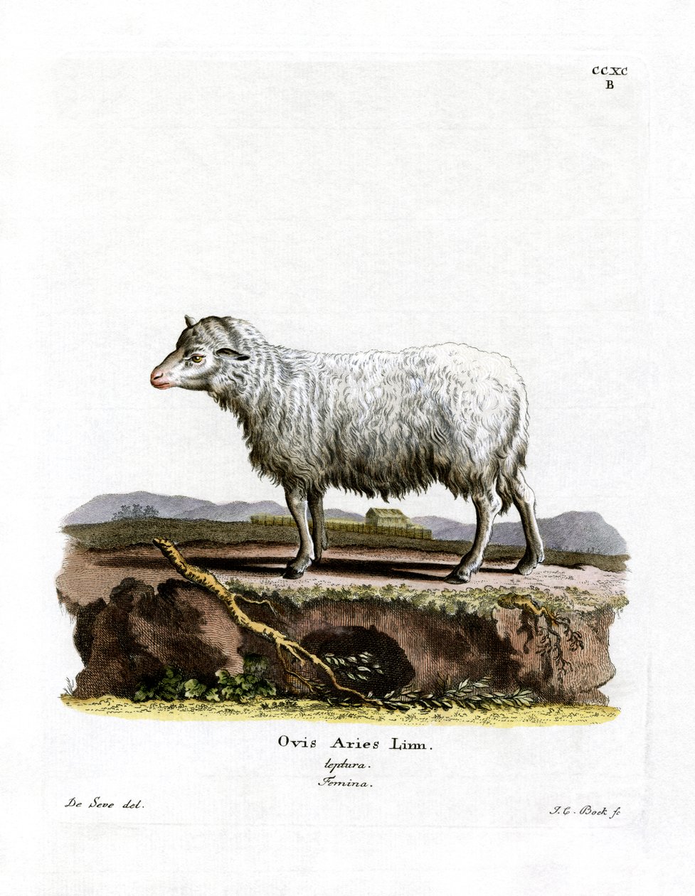 Házi juh (színes metszet) alkotó: German School
