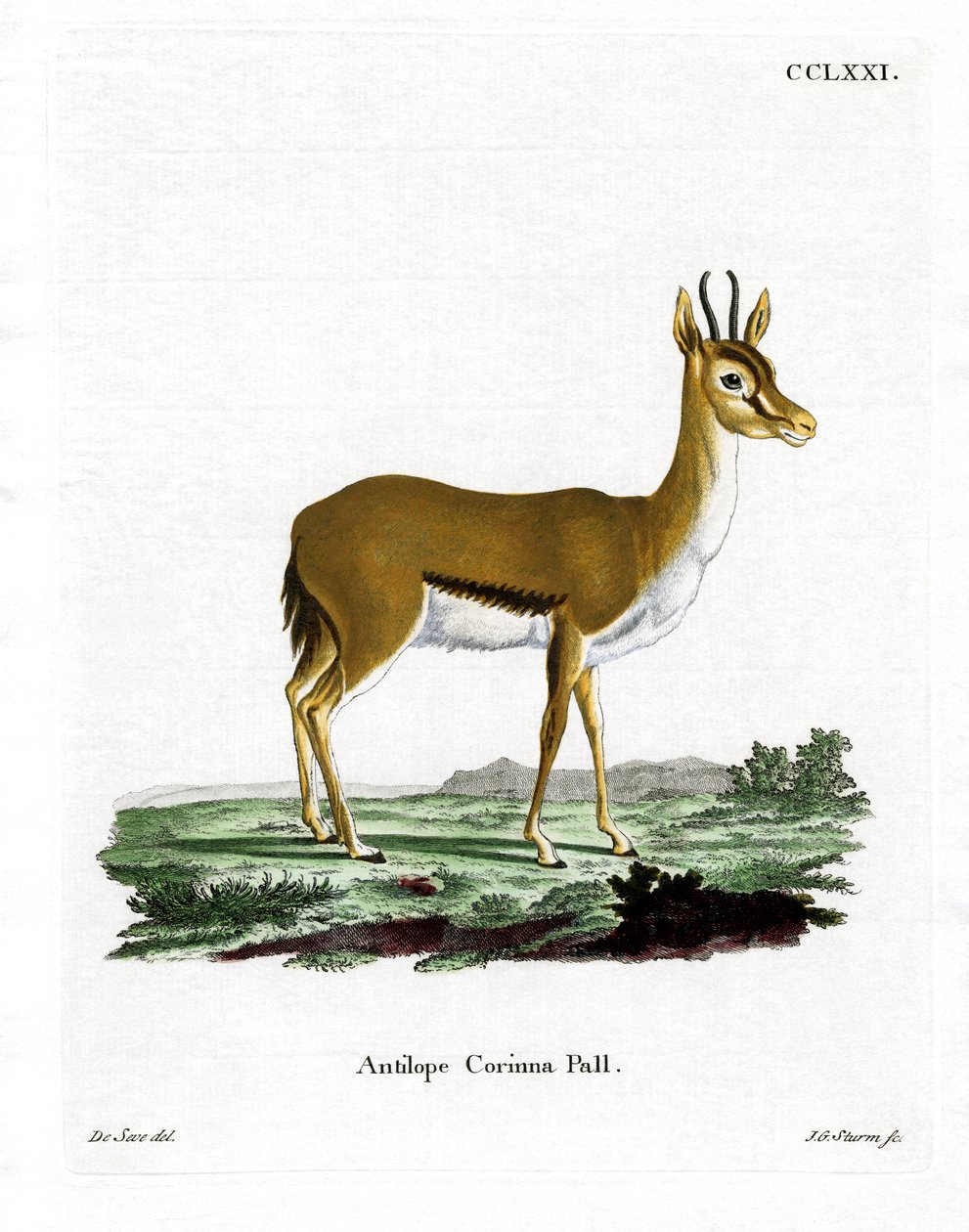 Dorcas Gazelle (színes metszet) alkotó: German School