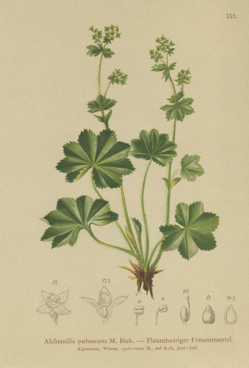 Downy Ladys Mantle (Alchemilla pubescens, Alchemilla glaucescens, ) alkotó: German School