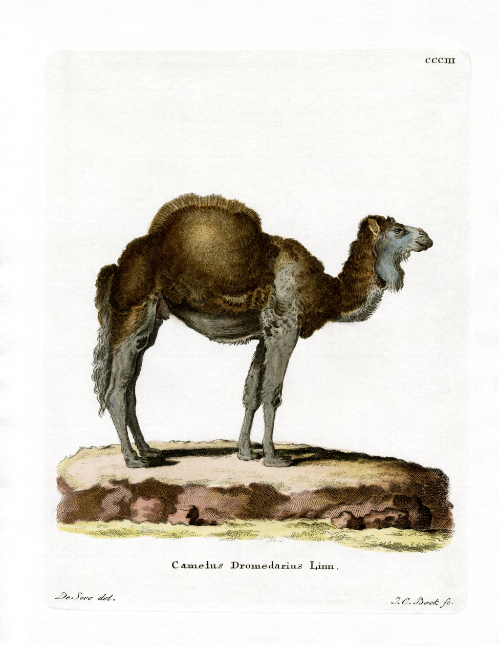 Dromedary (színes metszet) alkotó: German School