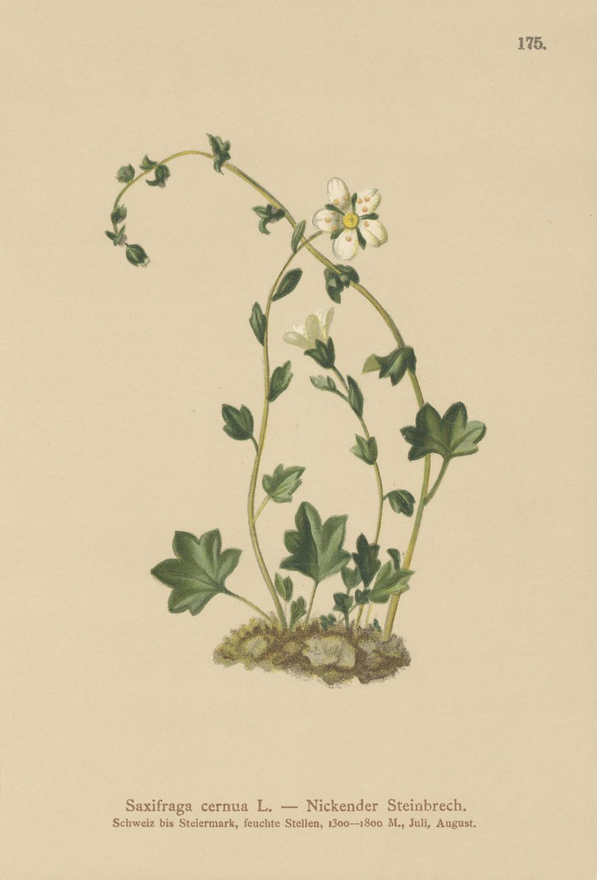 Lelógó szaxifrage (Saxifraga cernua) (színes litho) alkotó: German School