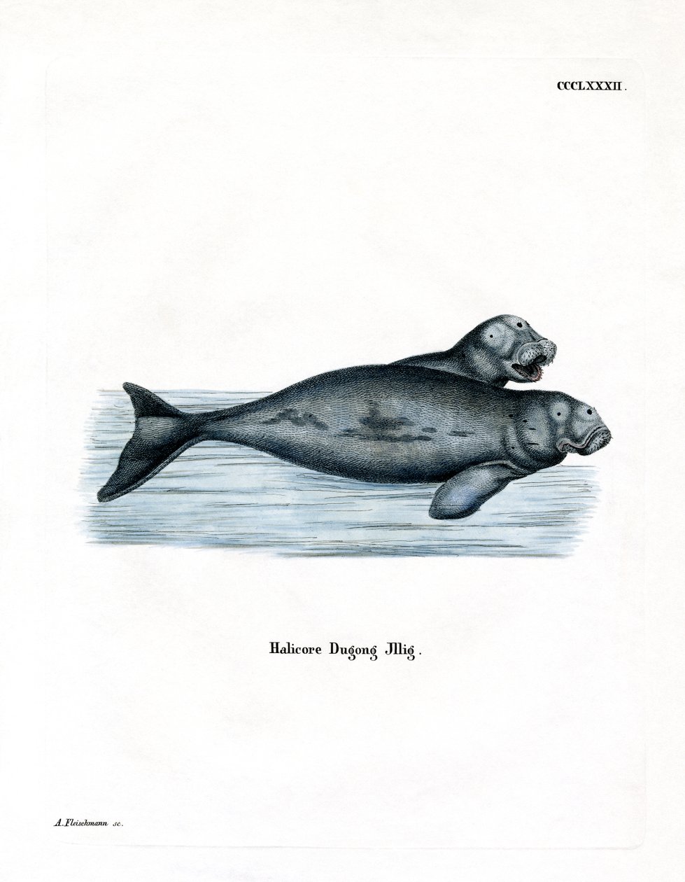 Dugong (színes metszet) alkotó: German School