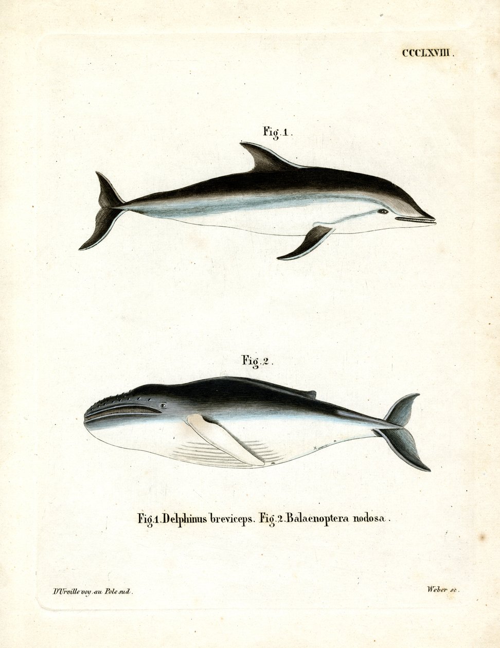 Dusky Dolphin (színes metszet) alkotó: German School