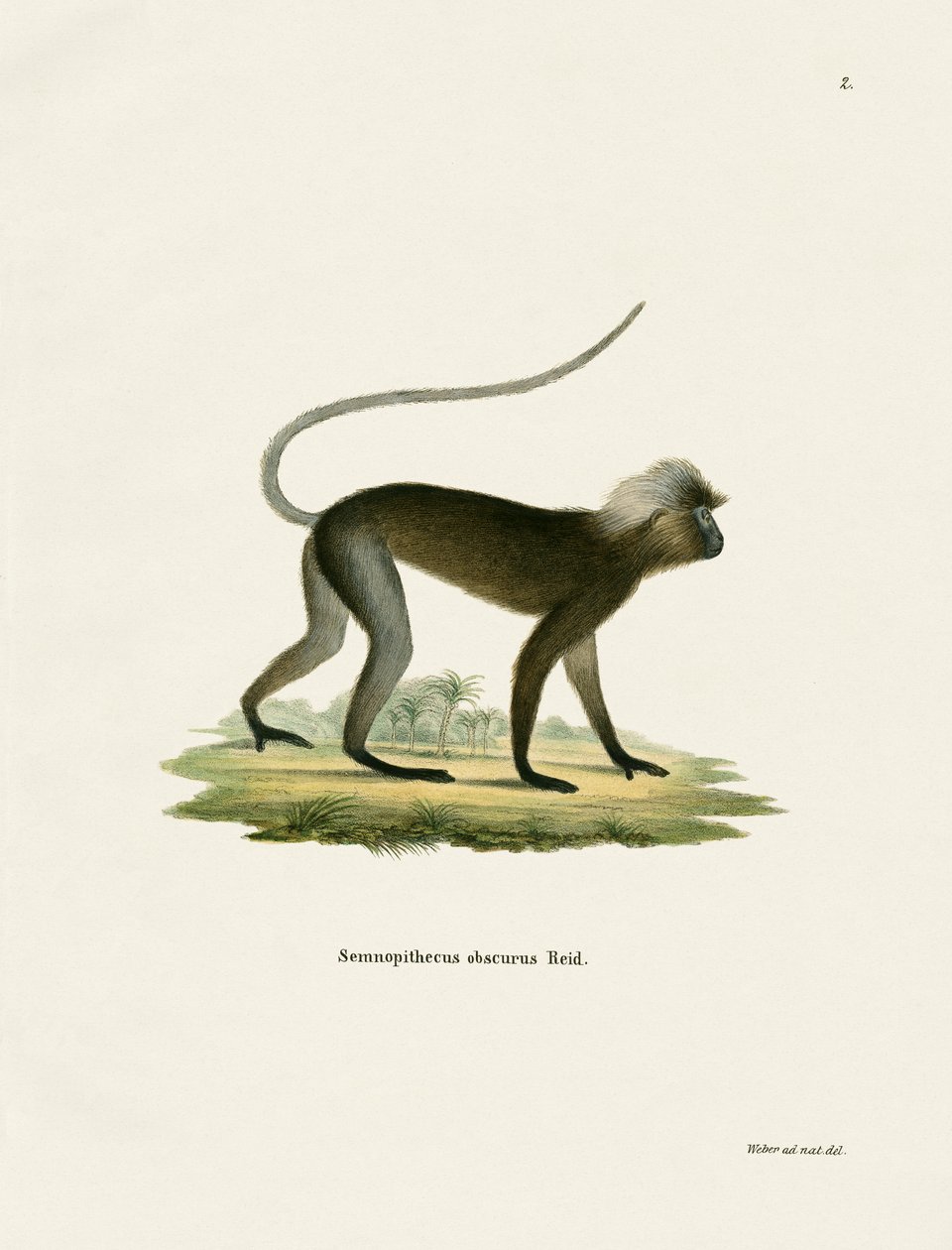Dusky Leaf Monkey (színes metszet) alkotó: German School