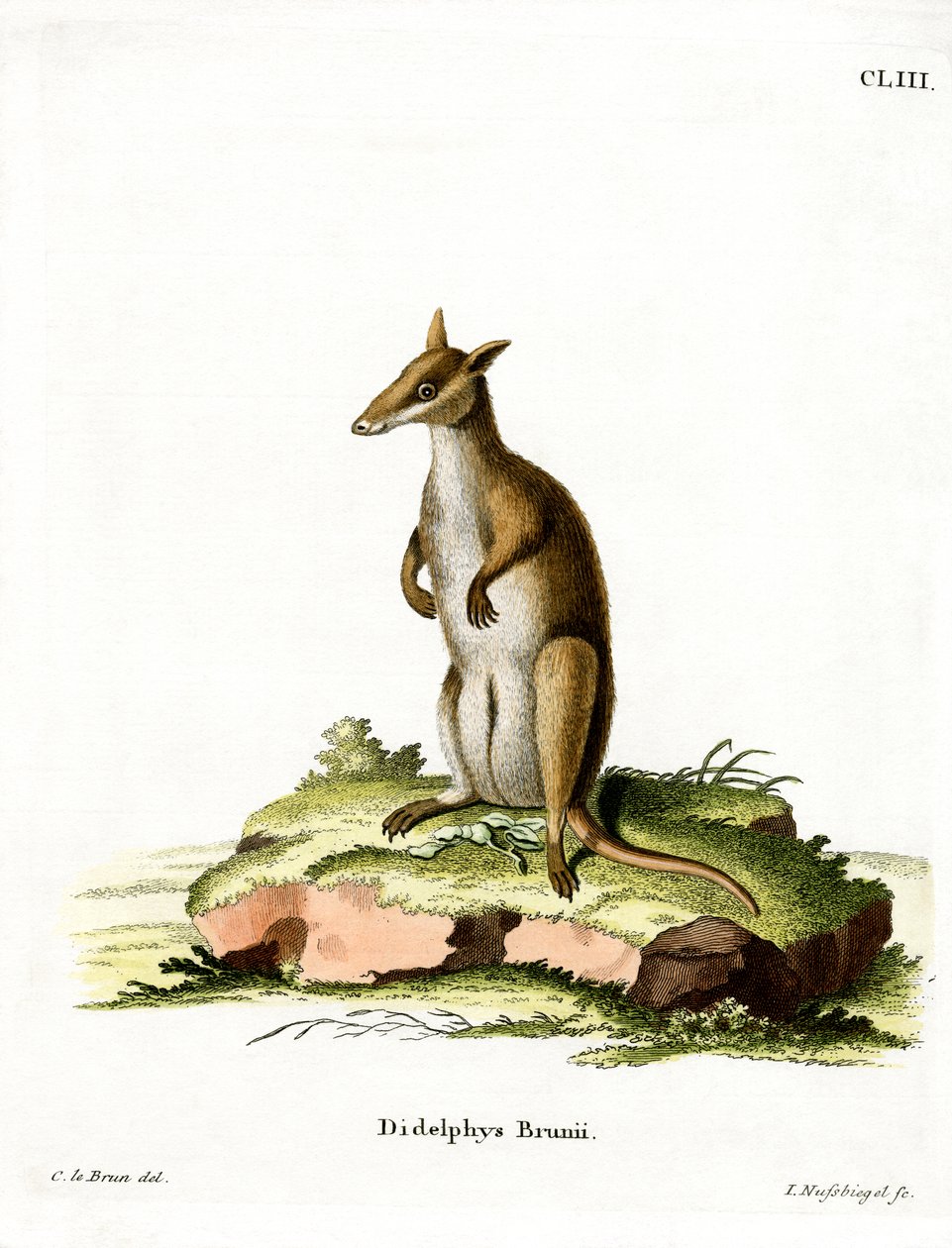 Dusky Wallaby (színes metszet) alkotó: German School