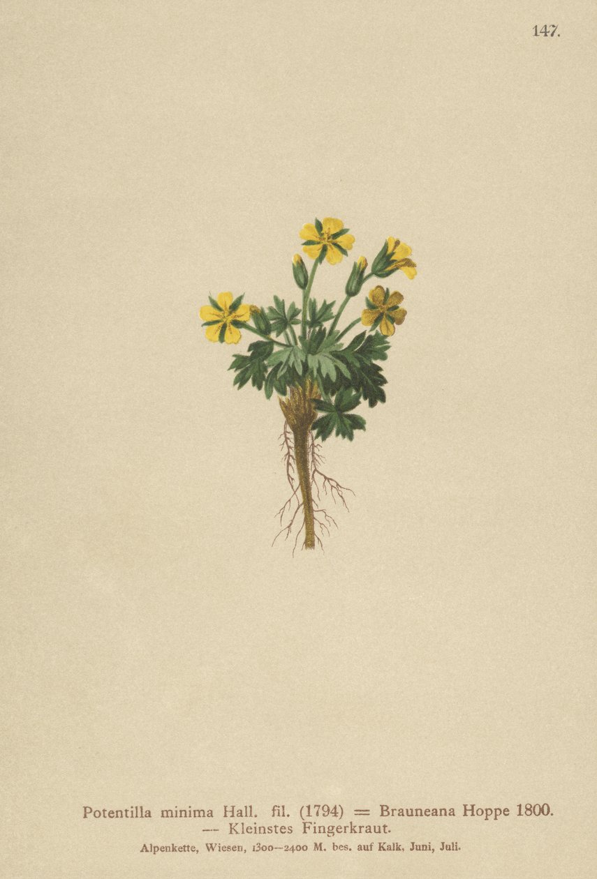 Törpe cinquefoil (Potentilla minima, Potentilla Brauneana, Potentilla dubia) alkotó: German School