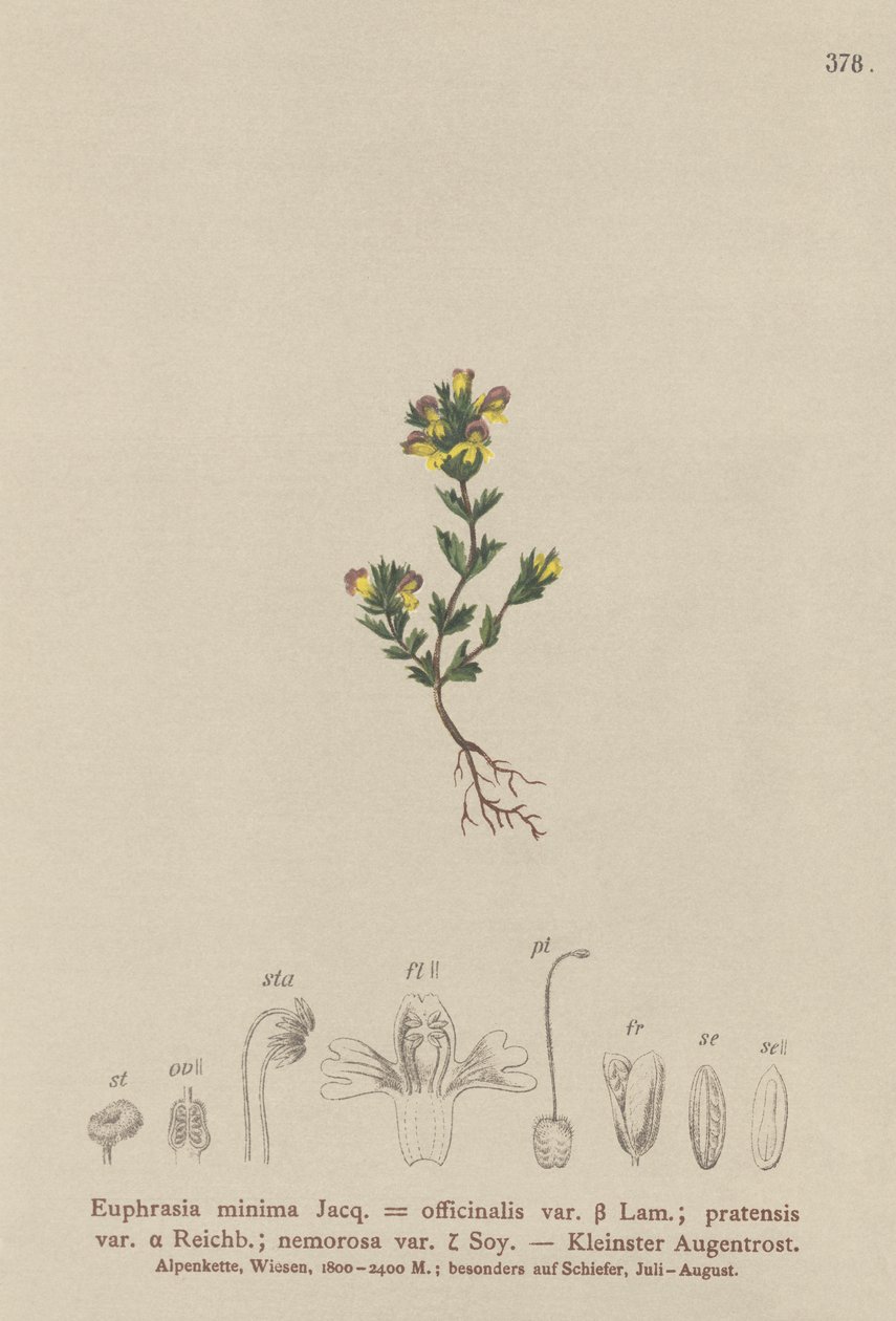 Dwarf Eyebright (Euphrasia minima, Euphrasia officinalis, Euphrasia pratensis var. nemorosa) alkotó: German School