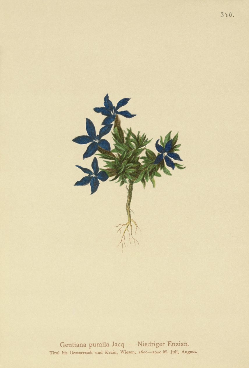 Törpe encián (Gentiana pumila) alkotó: German School