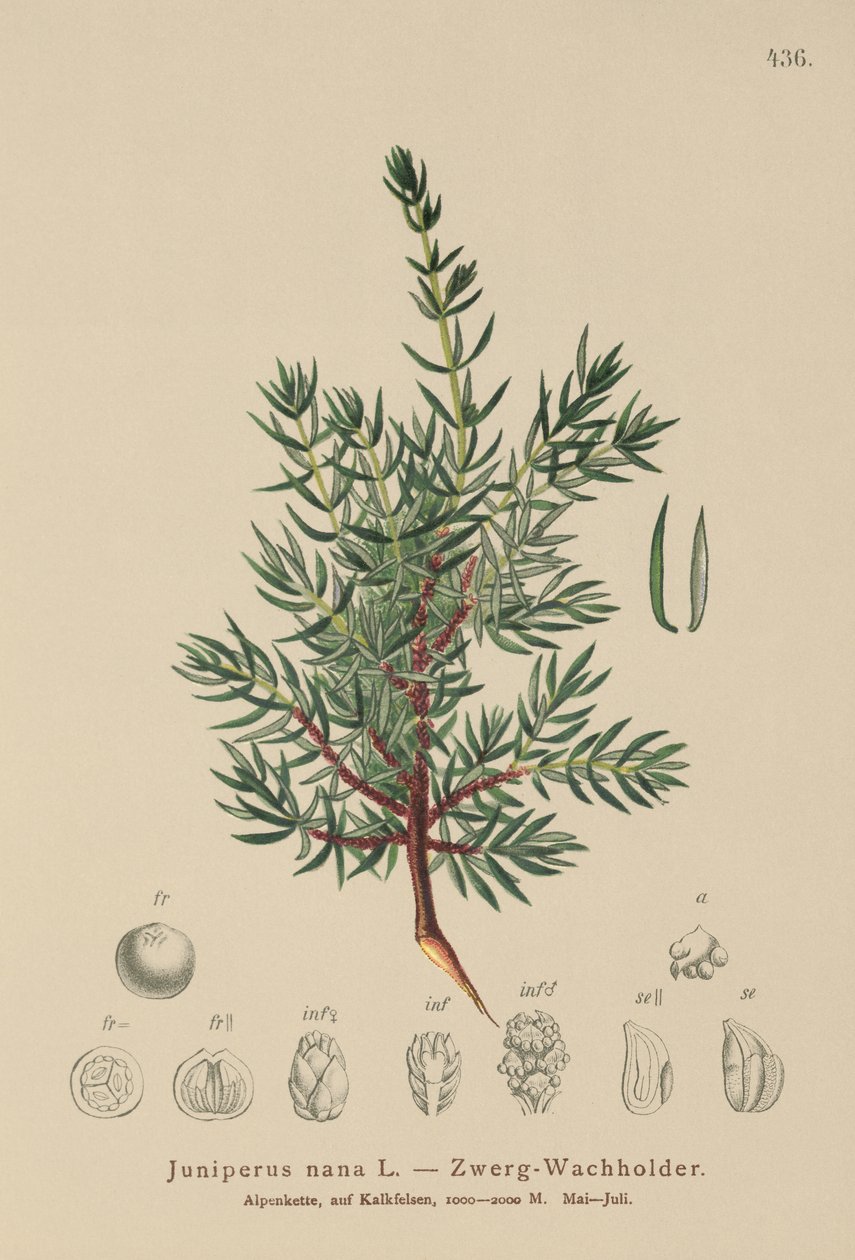 Törpeboróka (Juniperus nana, Juniperus communis subsp. nana, Juniperus communis var. saxatilis) alkotó: German School