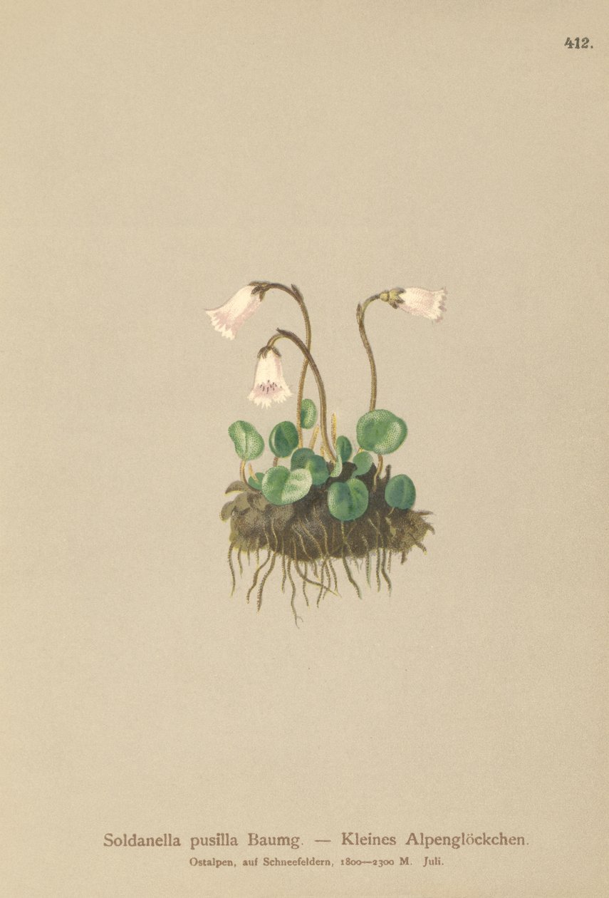Törpe hóharang (Soldanella pusilla, Soldanella alpicola) alkotó: German School