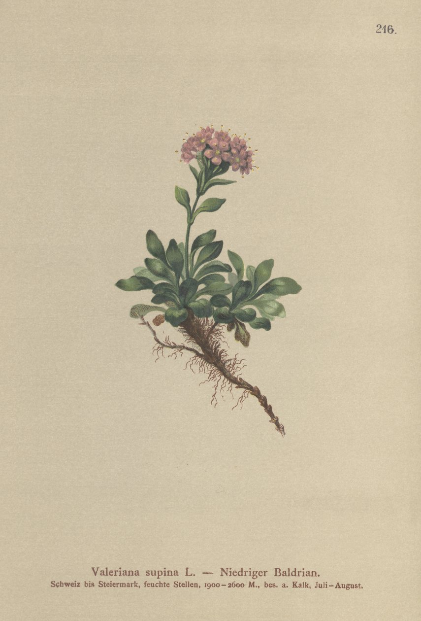 Törpe Valerian (Valeriana supina) alkotó: German School