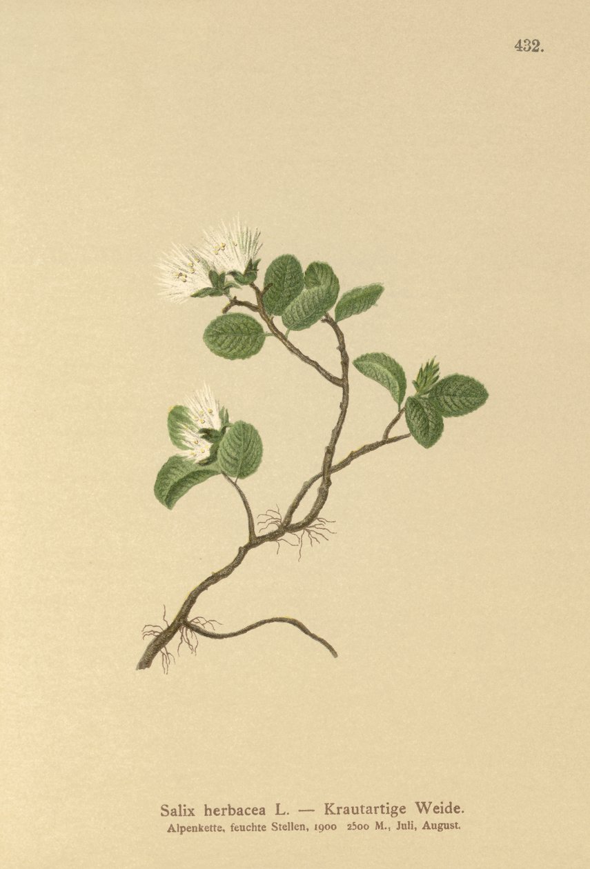Törpefűz (Salix herbacea) alkotó: German School