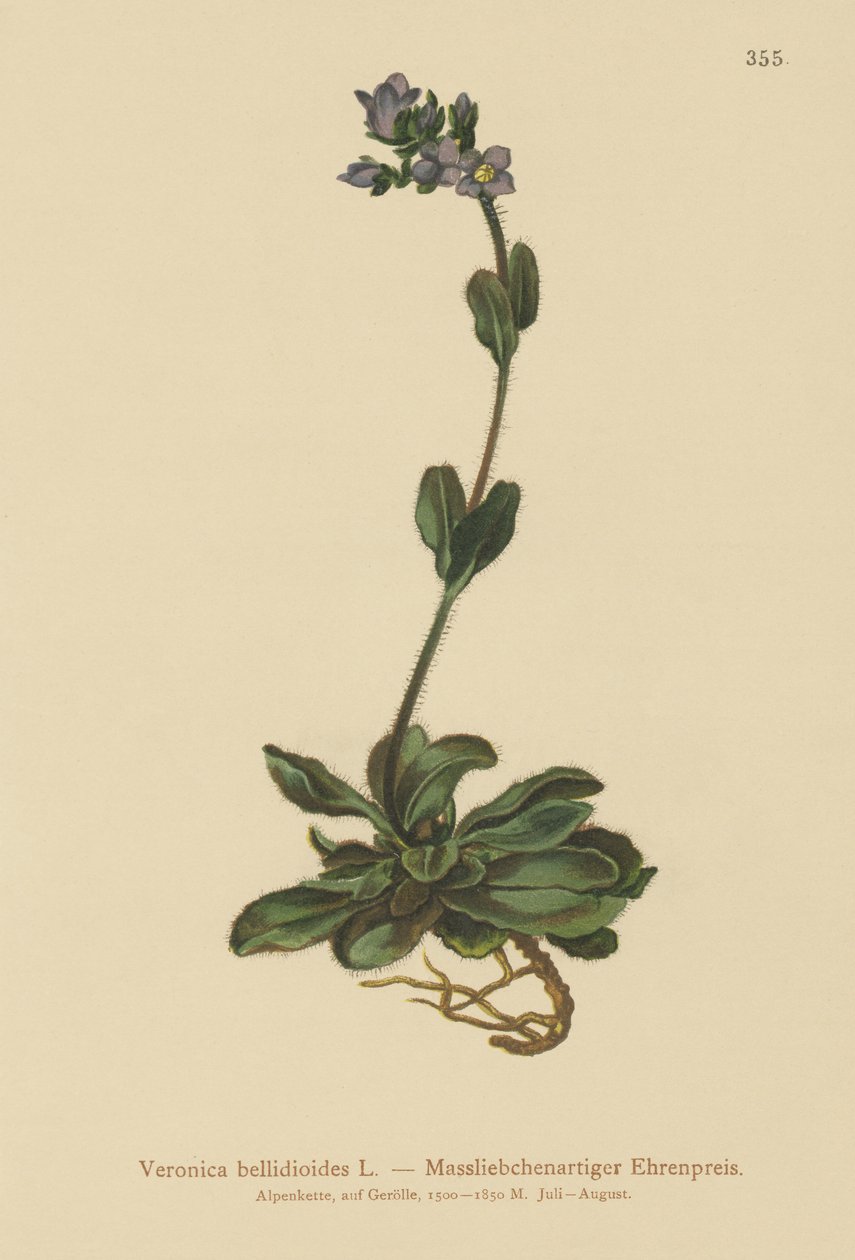 Törpe kék gyorskút (Veronica bellidioides) alkotó: German School