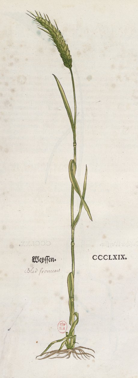 Búzakalász, Leonhart Fuchs (1501-66) Herbáriumából, Bázelben, 1555-ben (színes metszet) alkotó: German School