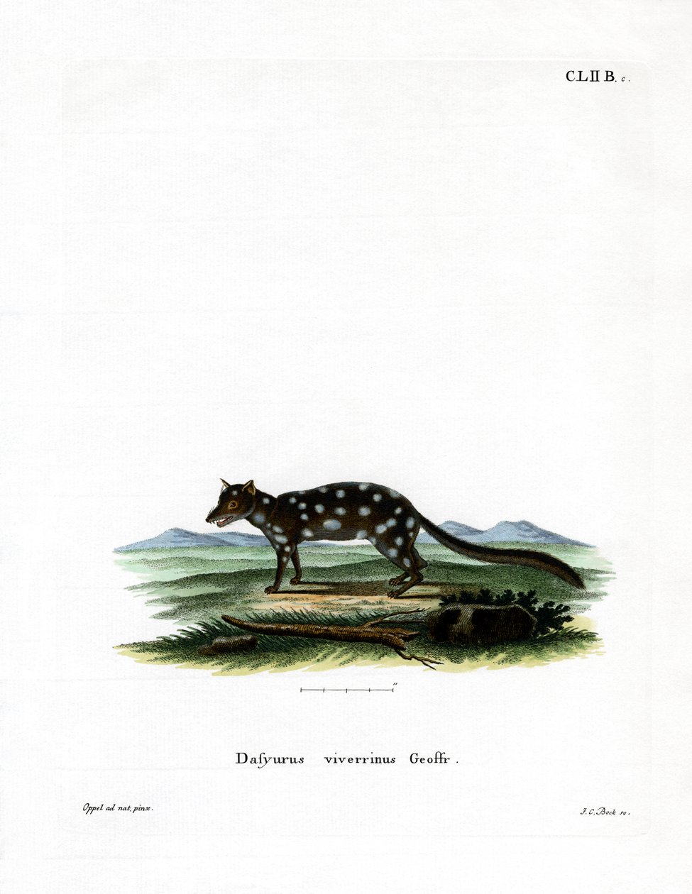 Keleti Quoll (színes metszet) alkotó: German School