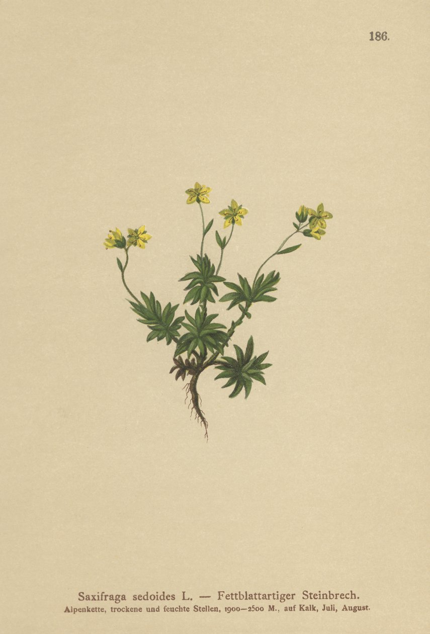 Keleti szász (Saxifraga sedoides) alkotó: German School