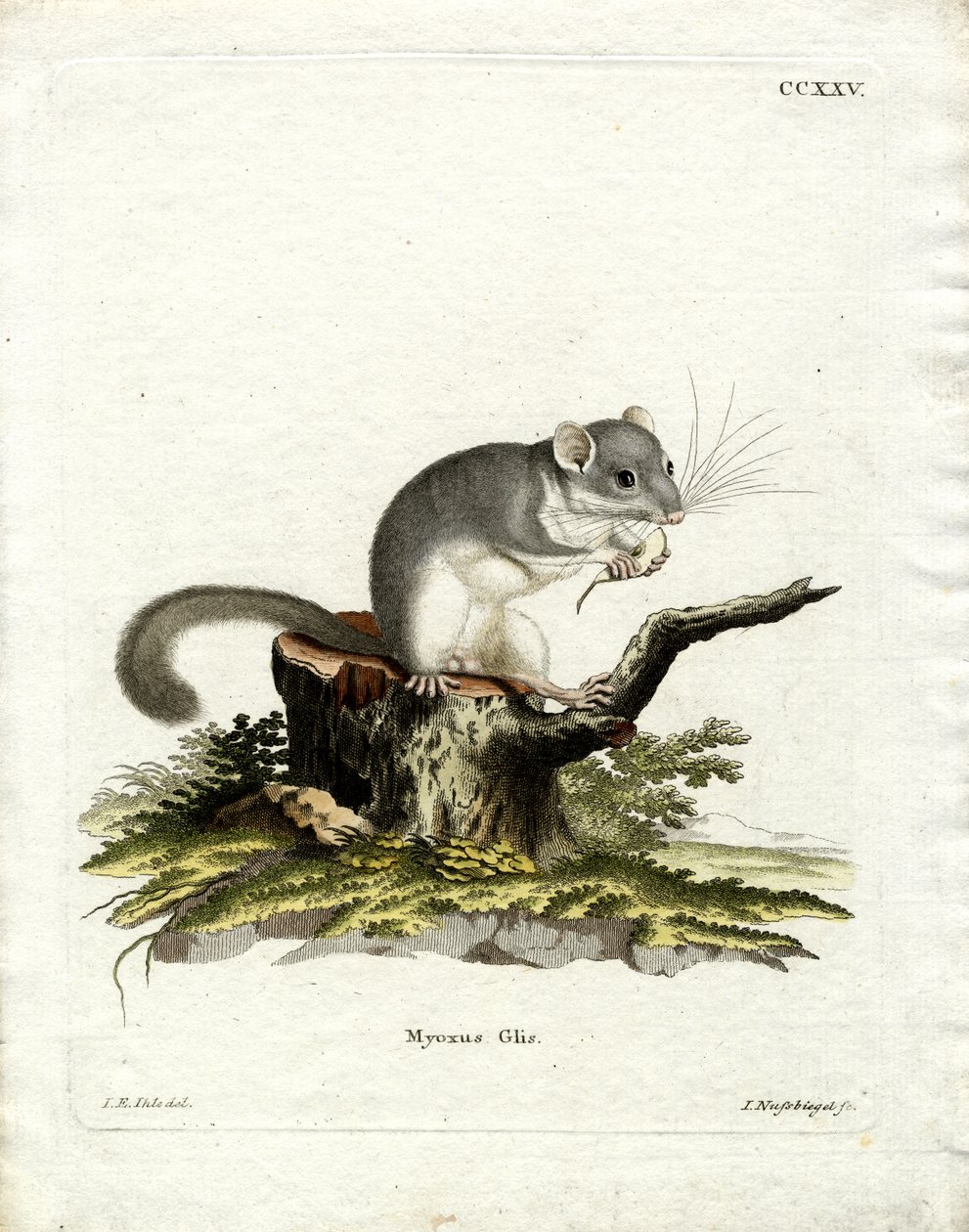 Ehető Dormouse (színes metszet) alkotó: German School