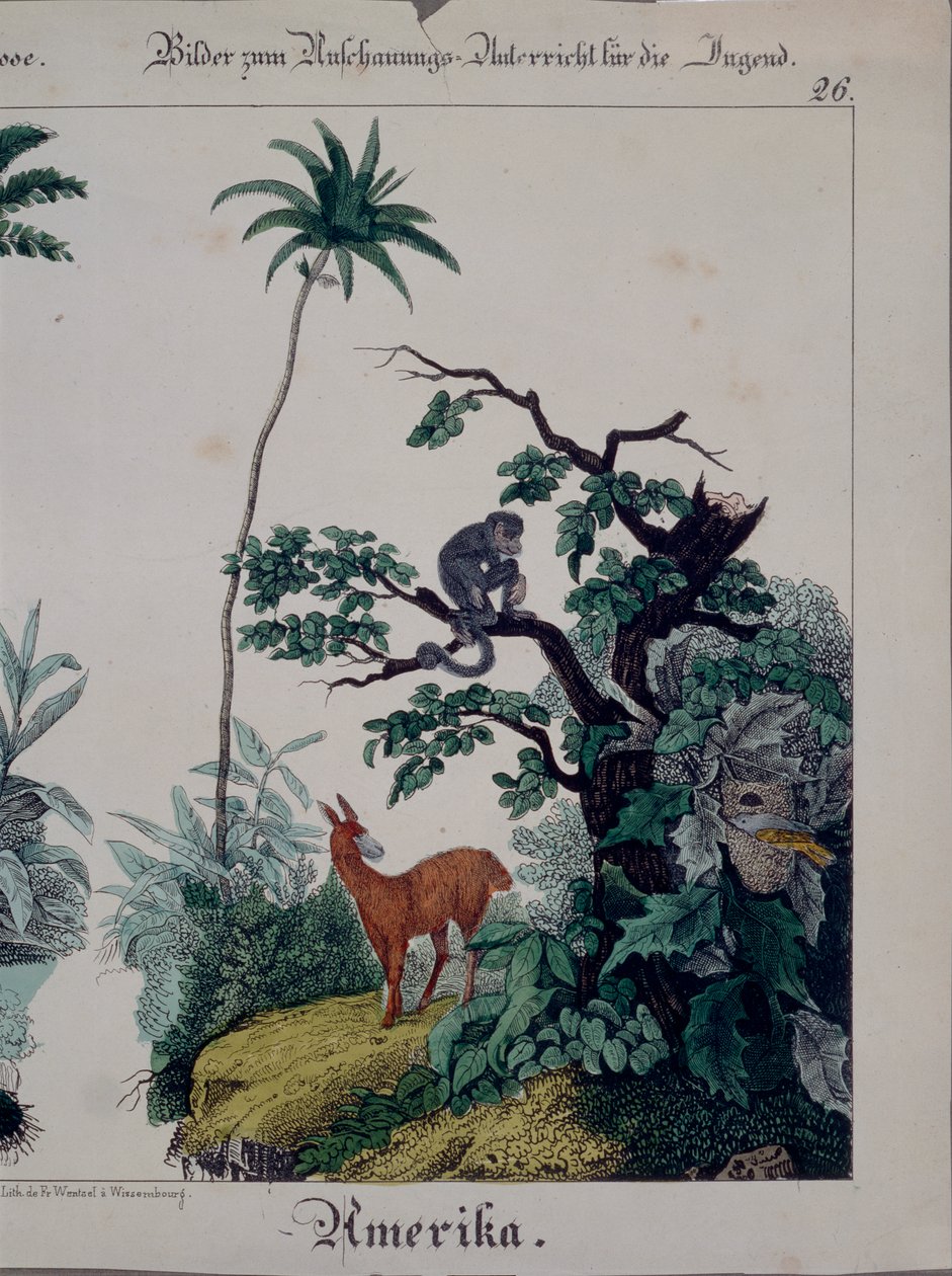 Oktatási poszter Dél-Amerika növény- és állatvilágával, jobb oldalon, F. Wentzel, Weissenburg, 1840 (lásd még: 379941) alkotó: German School