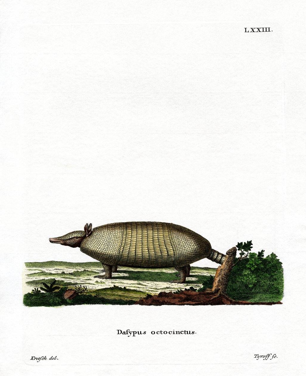 Nyolcsávos Armadillo (színes metszet) alkotó: German School