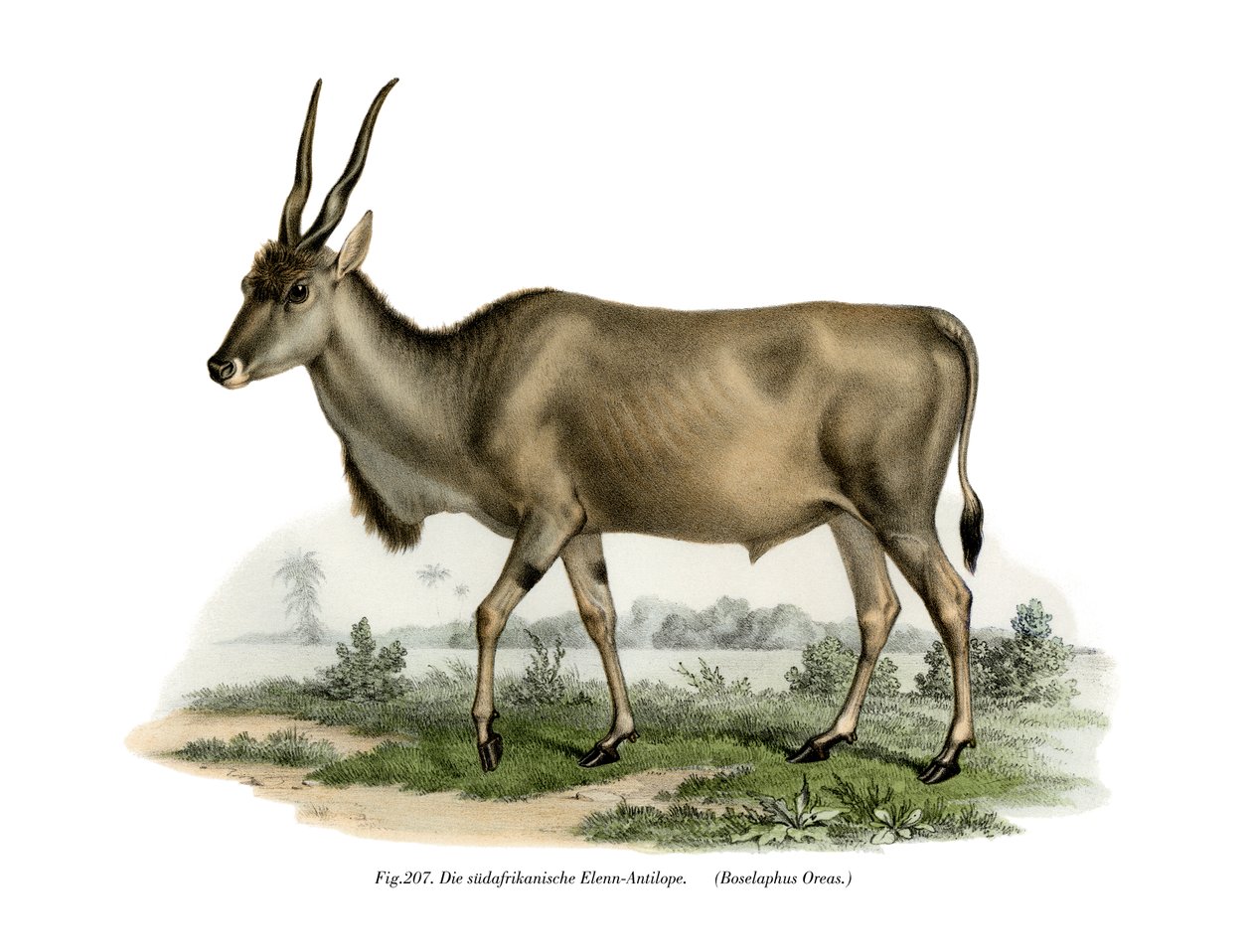 Eland, 1860 alkotó: German School