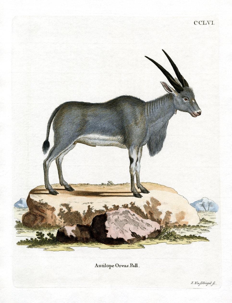 Eland Antilop (színes metszet) alkotó: German School