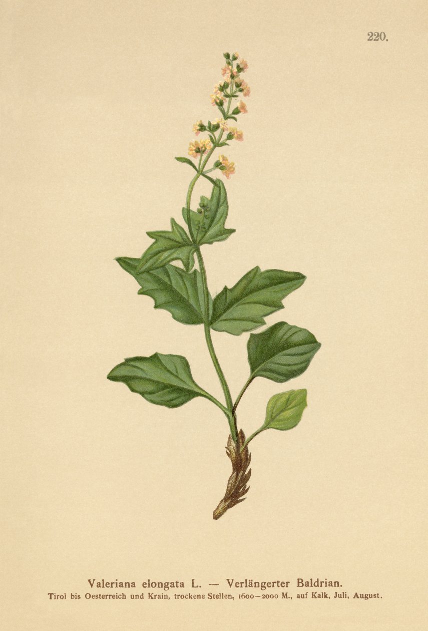 Hosszúkás valerian alkotó: German School