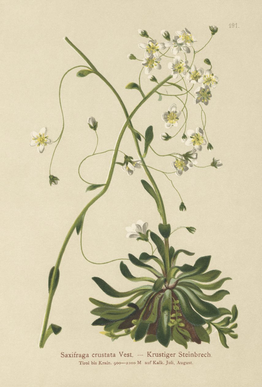 Beágyazott szaxifrage (Saxifraga crustata) alkotó: German School