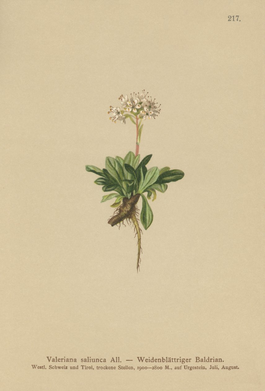 Egészlevelű Valerian alkotó: German School