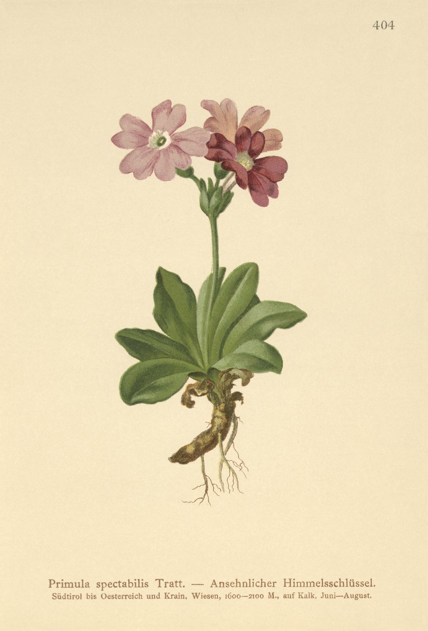 Európai alpesi kankalin (Primula spectabilis, Auriculastrum primula) alkotó: German School