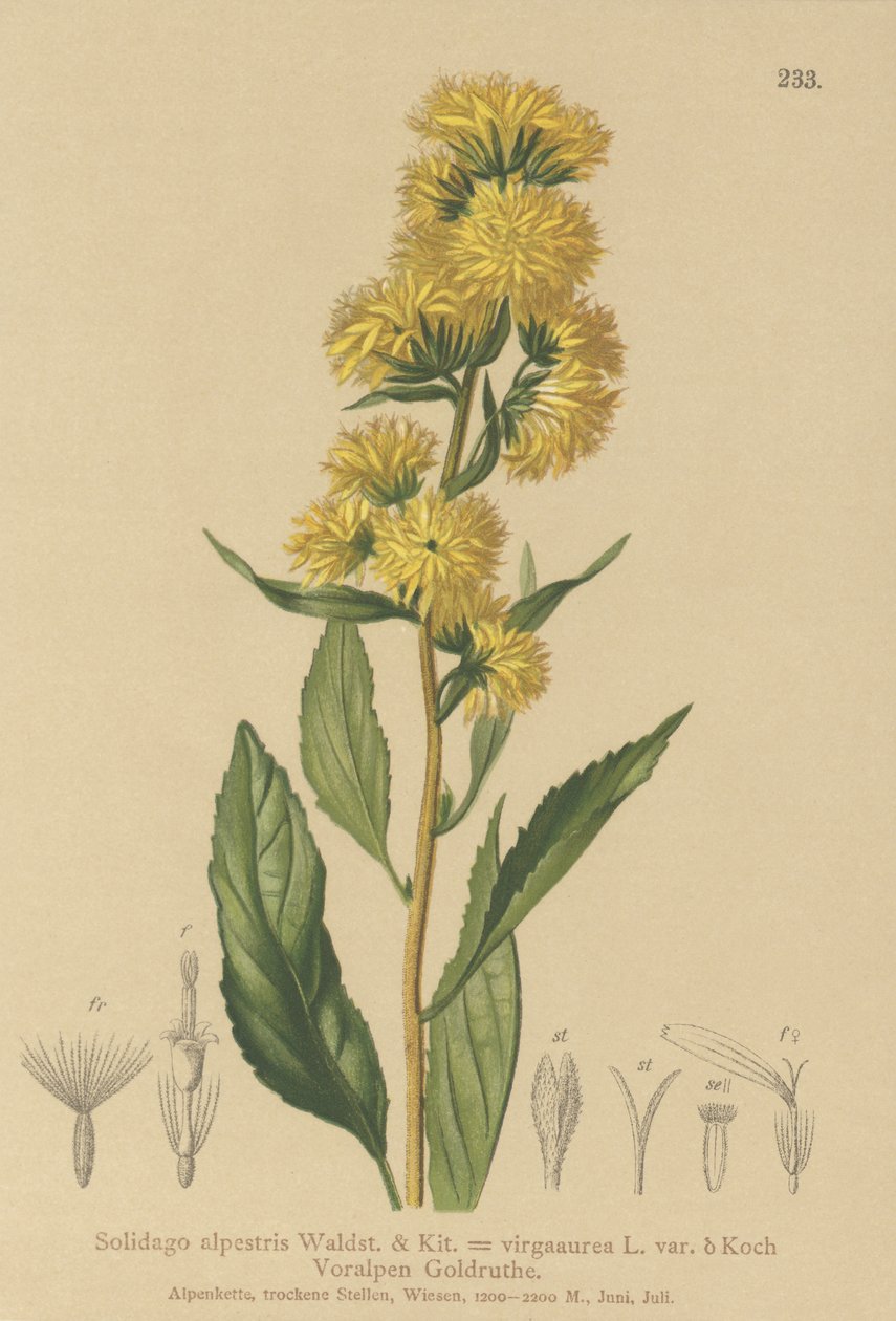 Európai aranyvessző (Solidago alpestris, Solidago virgaaurea, Solidago virgaurea) alkotó: German School