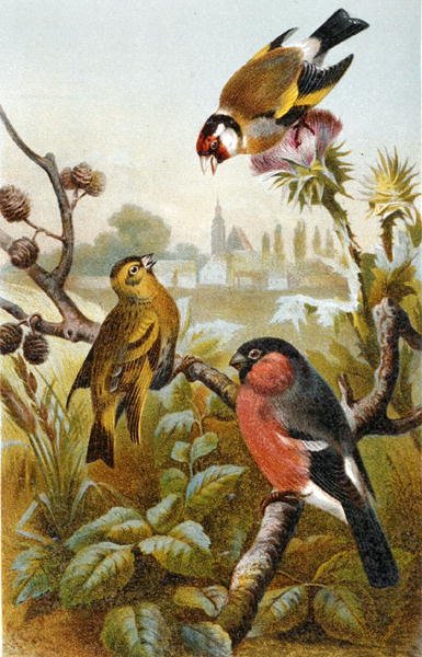 Európai Goldfinch, Icterine Greenbul és Eurasian Bullfinch, lemez a "Brehms Tierleben: Allgemeine Kunde des Tierreichs", 4. kötet, 4. o. 57, kiadja a Bibliographisches Institut alkotó: German School
