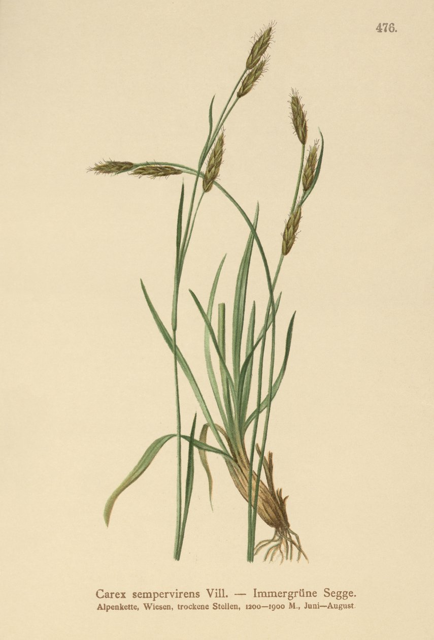 Örökzöld sás (Carex sempervirens) alkotó: German School
