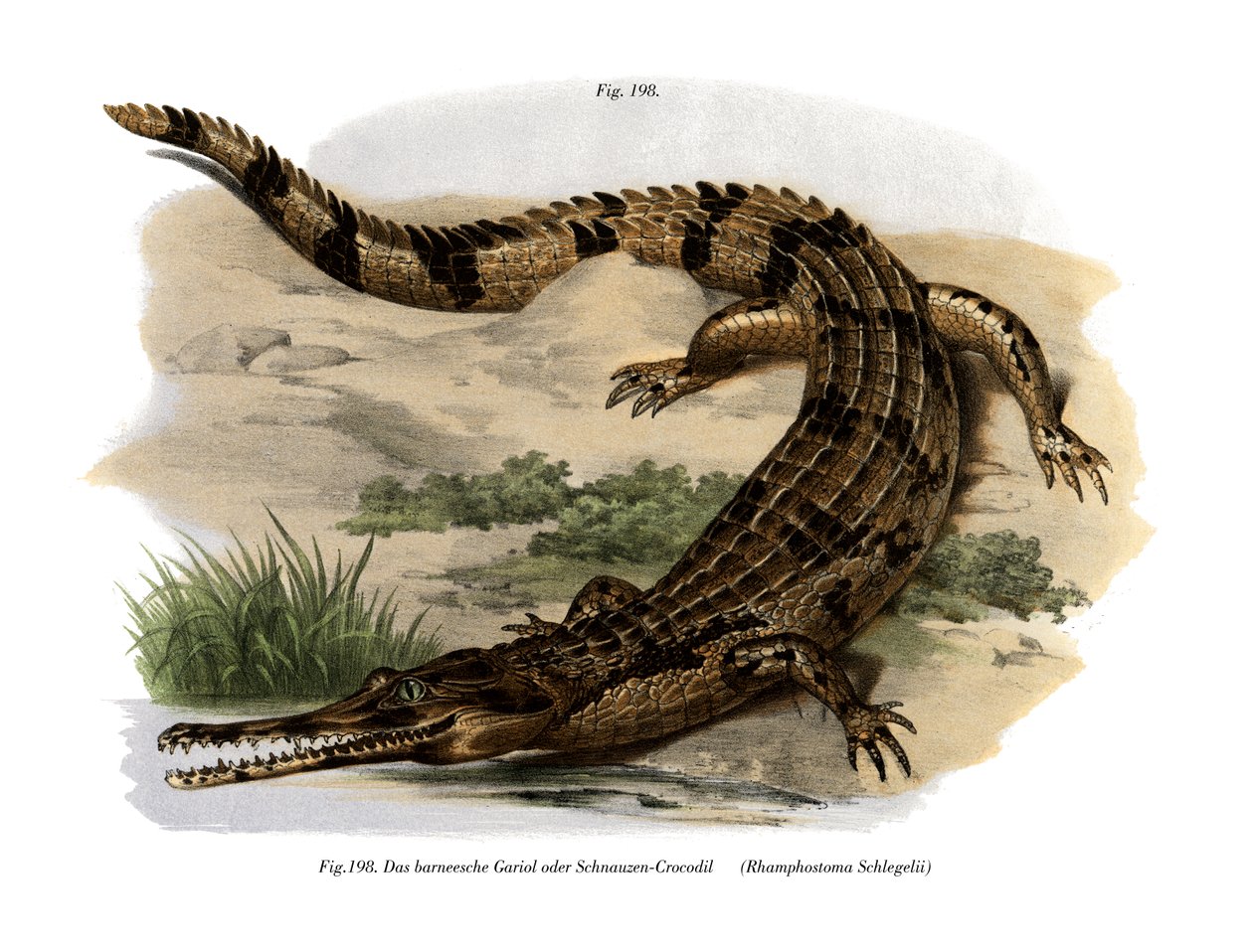 Hamis Gharial (színes litó) alkotó: German School