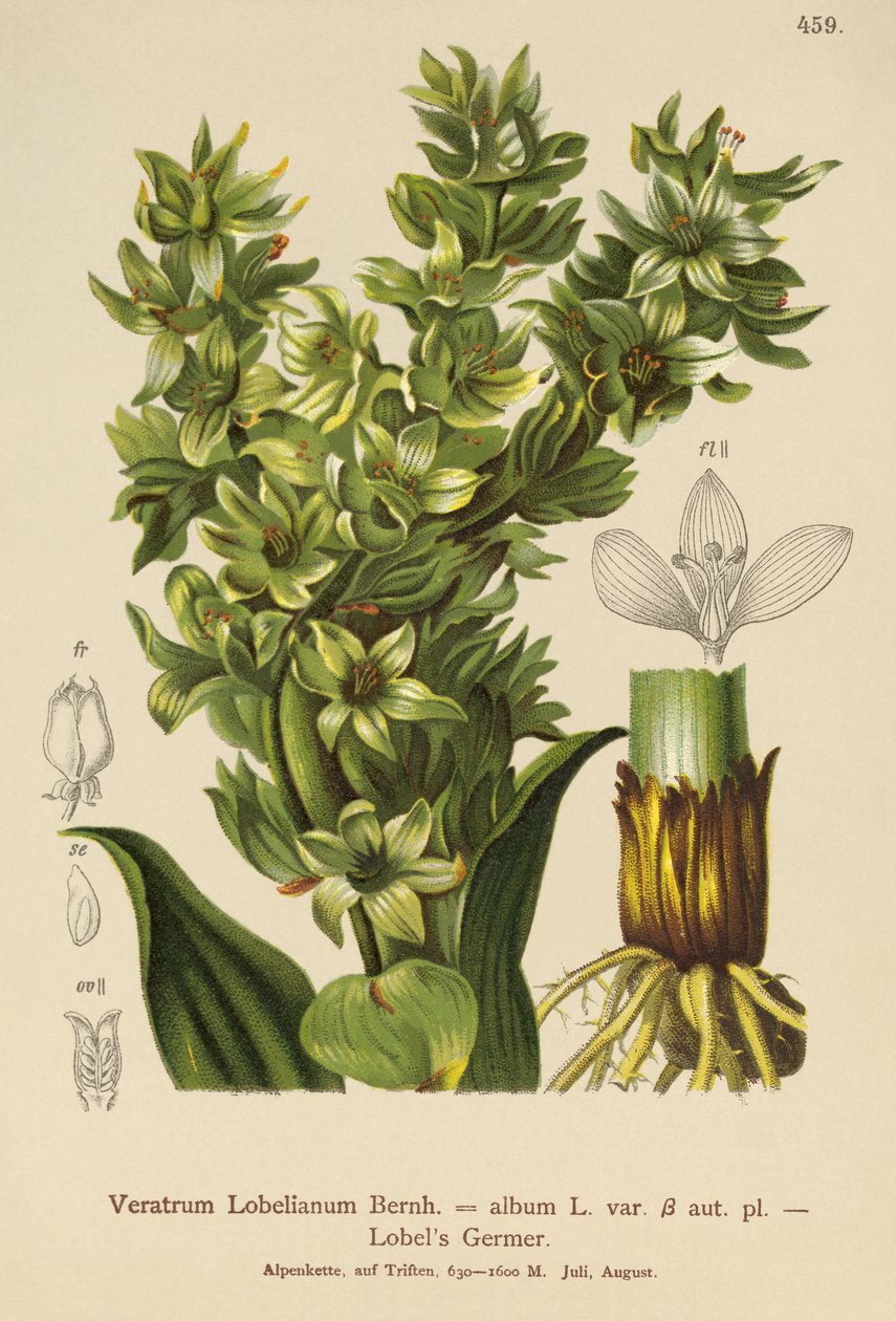 False Helleborine (Veratrum album, Veratrum Lobelianum) alkotó: German School