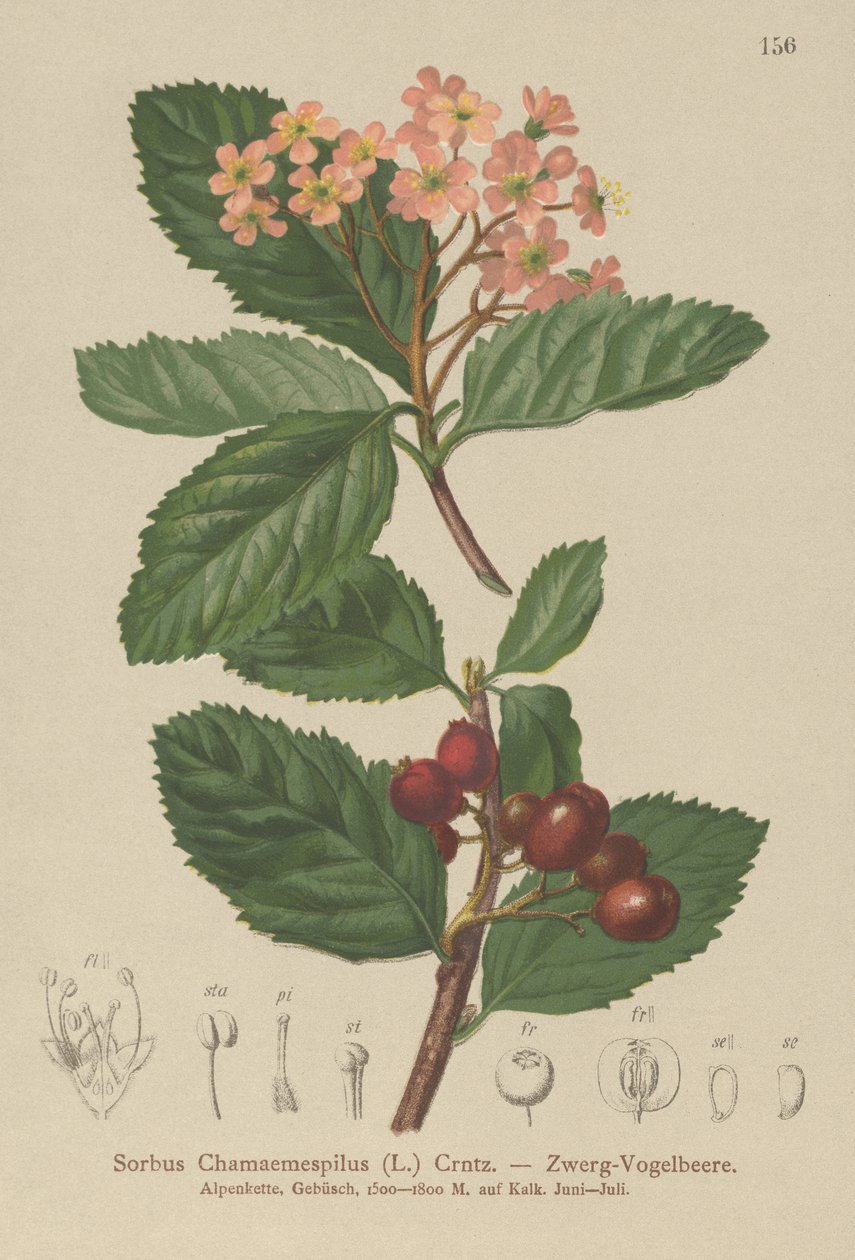 Hamis naspolya (Sorbus chamaemespilus) alkotó: German School